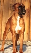 Agent