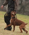 Agent